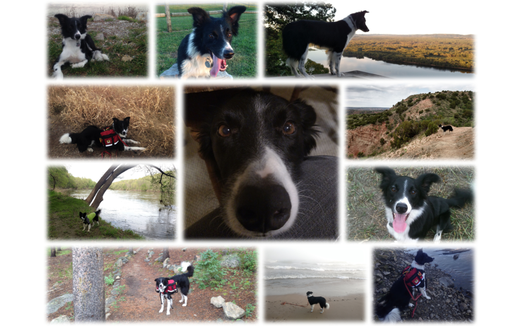Collage of 10 pictures of a black and white dog hiking in various locations
